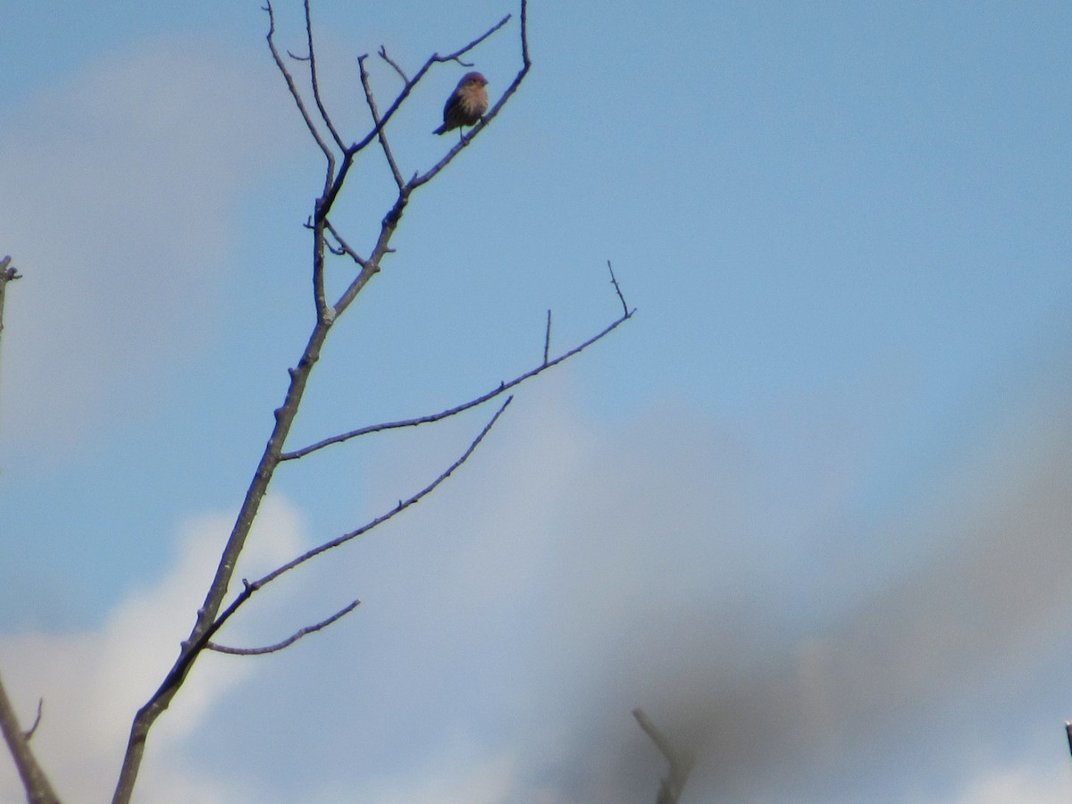 House Finch - ML609769459