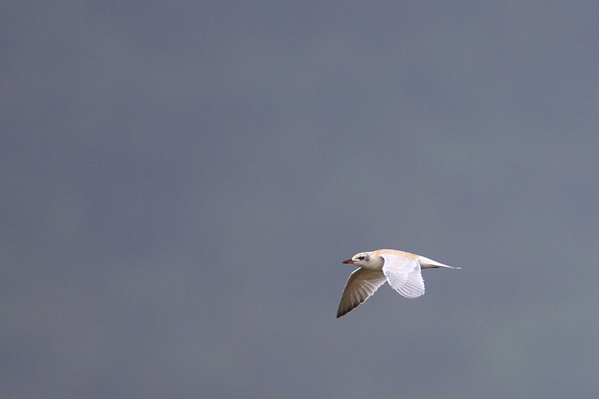 Gull-billed Tern - Anonymous