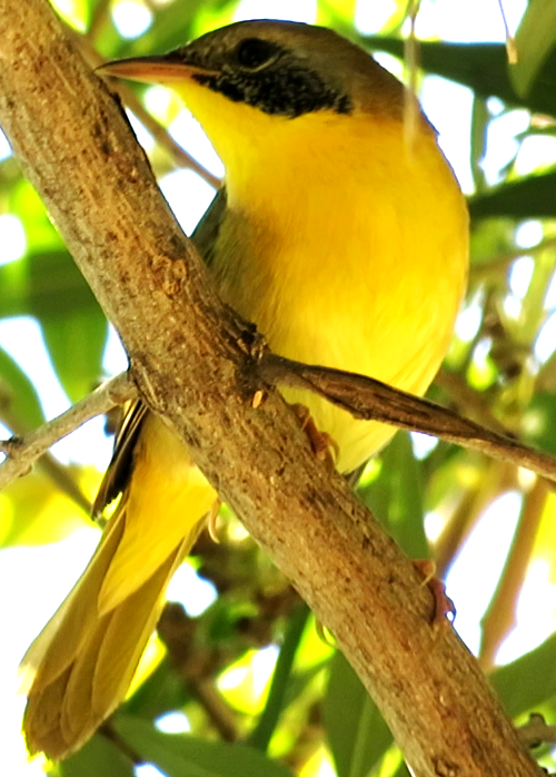 Common Yellowthroat - ML609769534