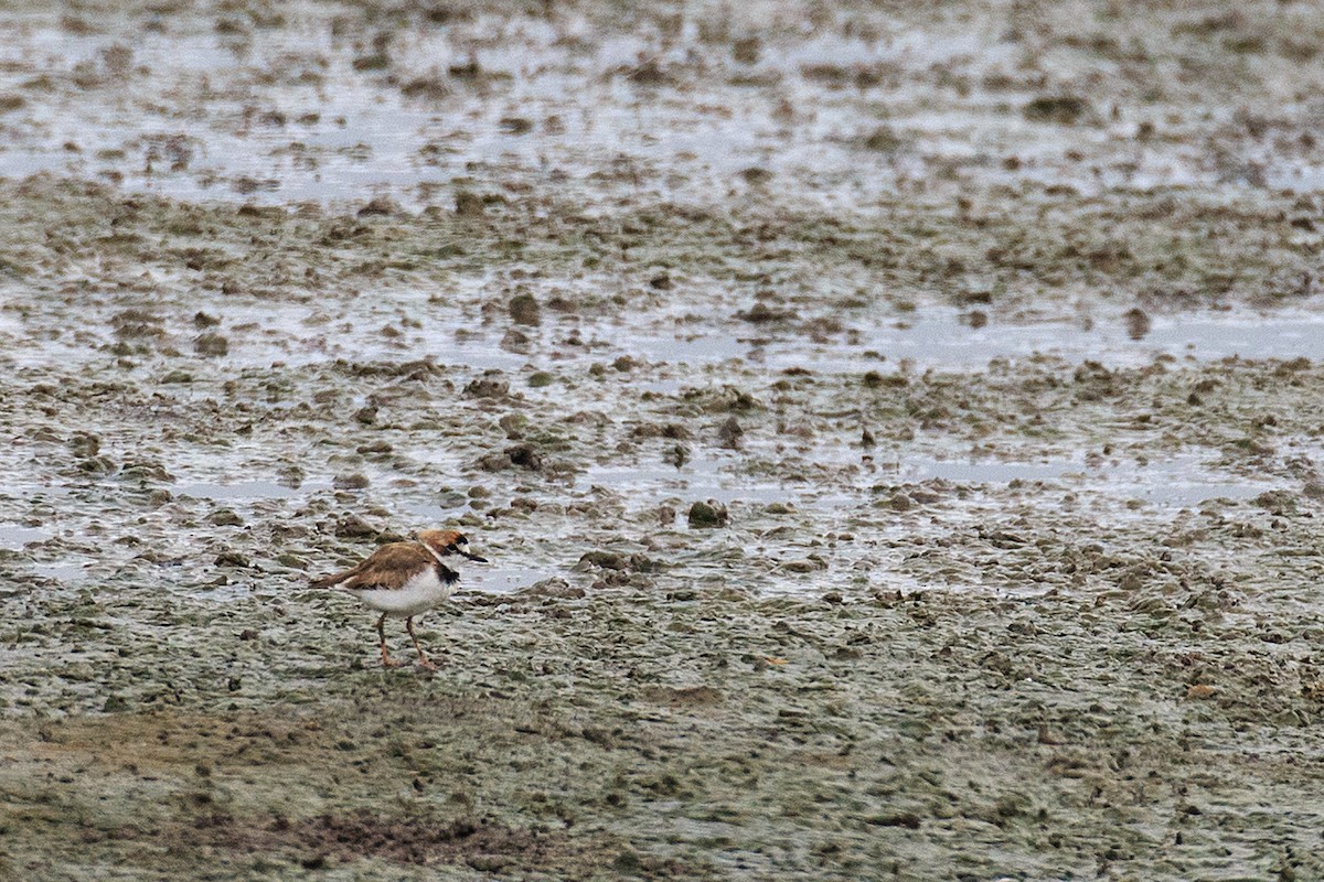 Collared Plover - Anonymous