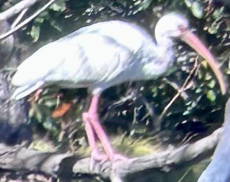 ibis bílý - ML609769565