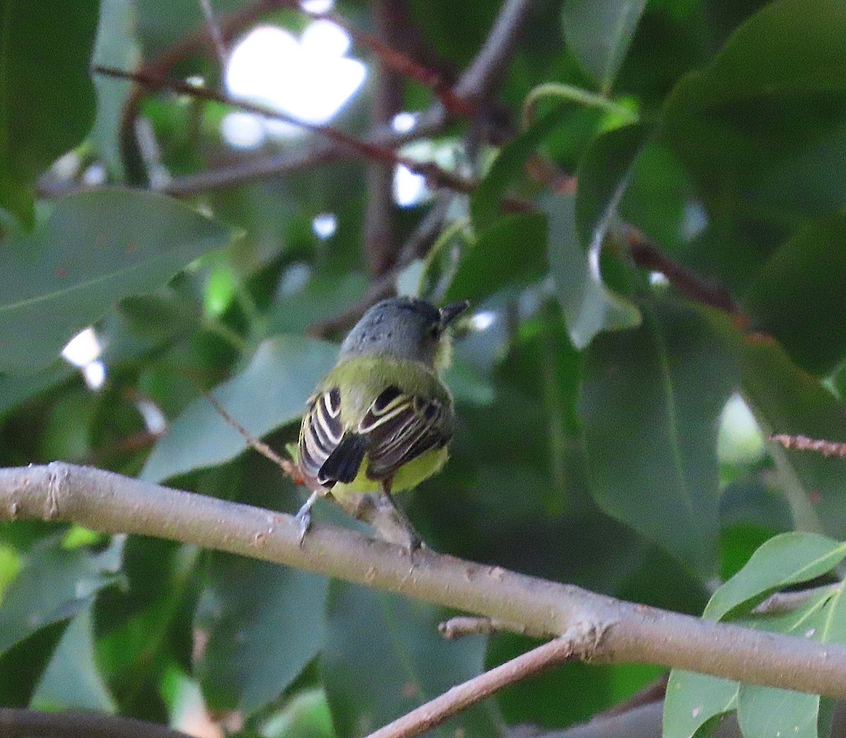 Maracaibo Tody-Flycatcher - ML609769573