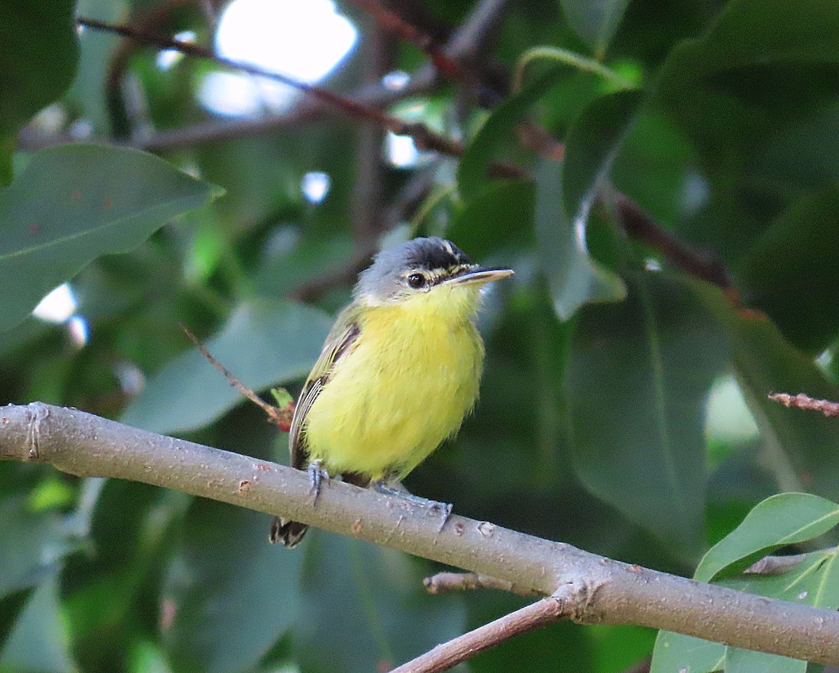 Maracaibo Tody-Flycatcher - ML609769574