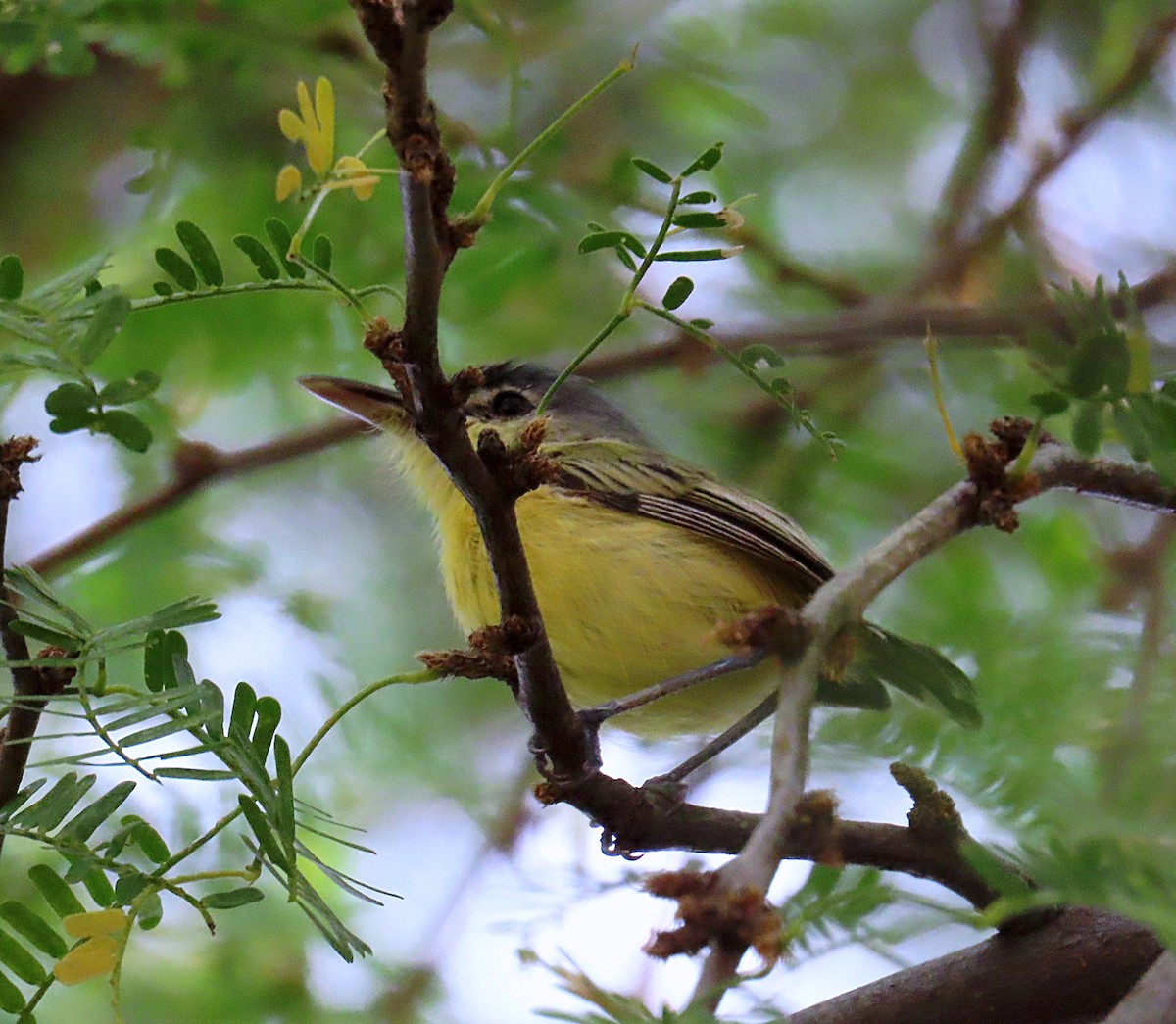 Maracaibo Tody-Flycatcher - ML609769576