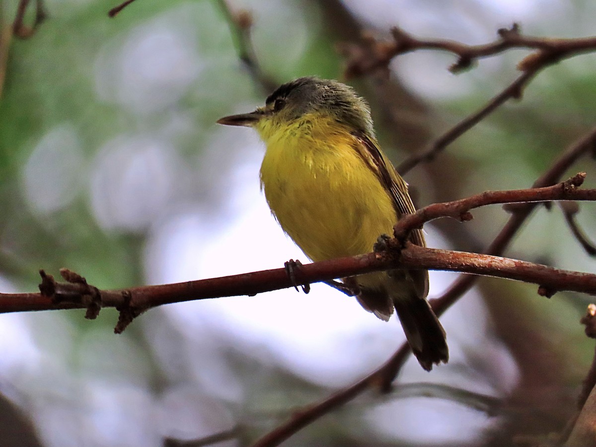 Maracaibo Tody-Flycatcher - ML609769578