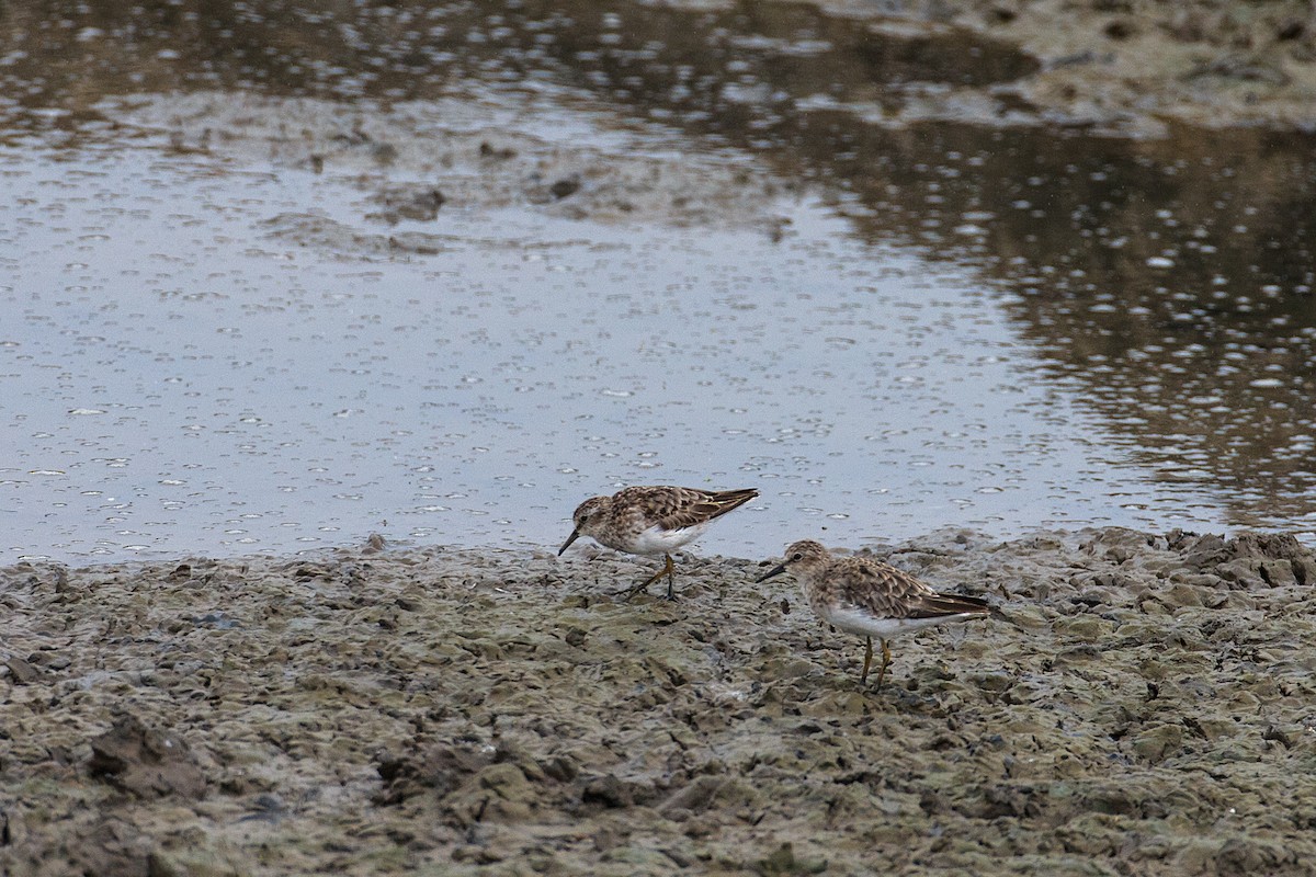 Least Sandpiper - ML609769601