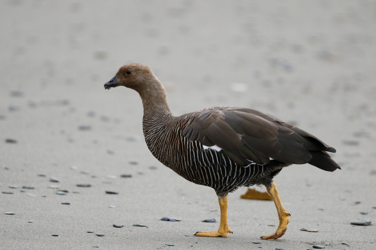 Upland Goose - ML609769742