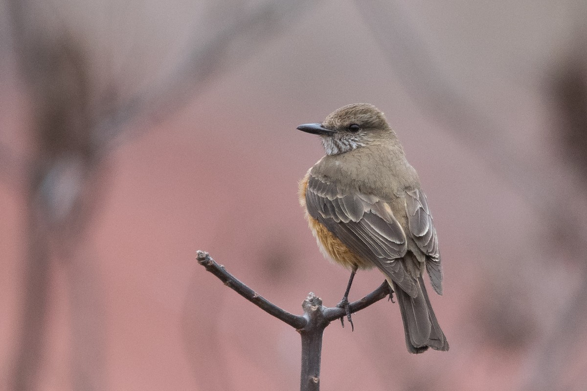 Streak-throated Bush-Tyrant - ML609769779