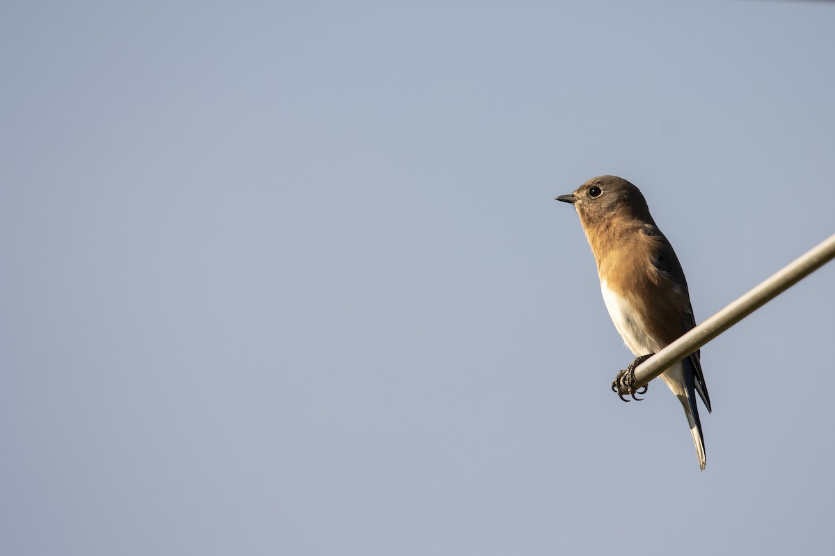 Eastern Bluebird - Cody Bassindale