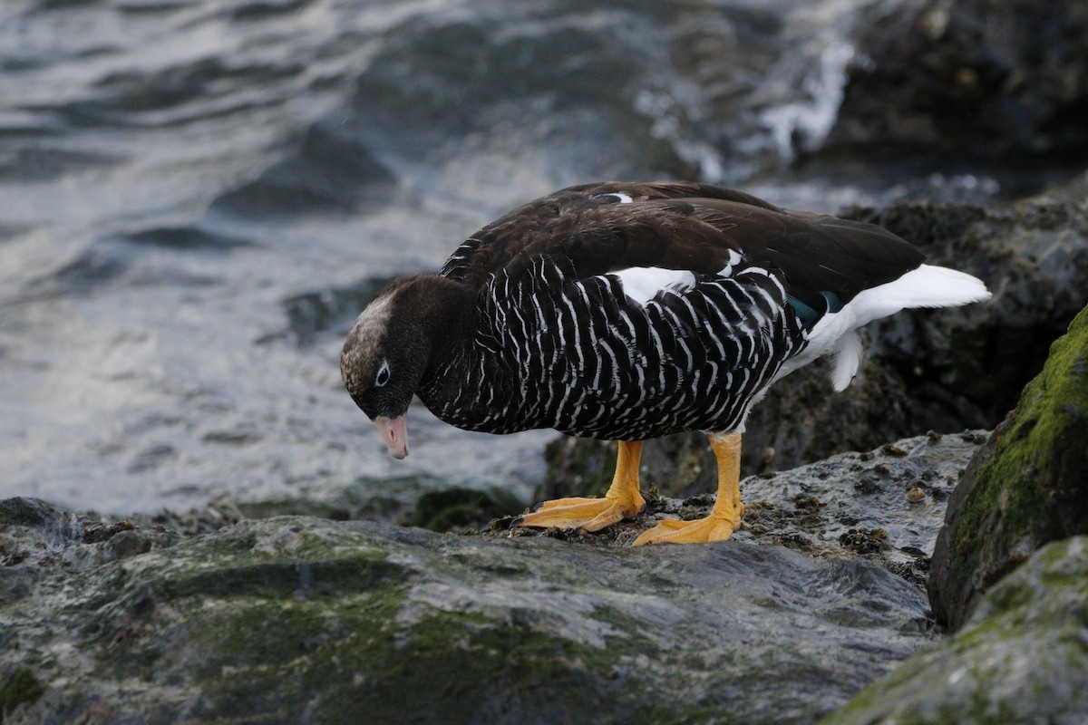 Kelp Goose - ML609769819