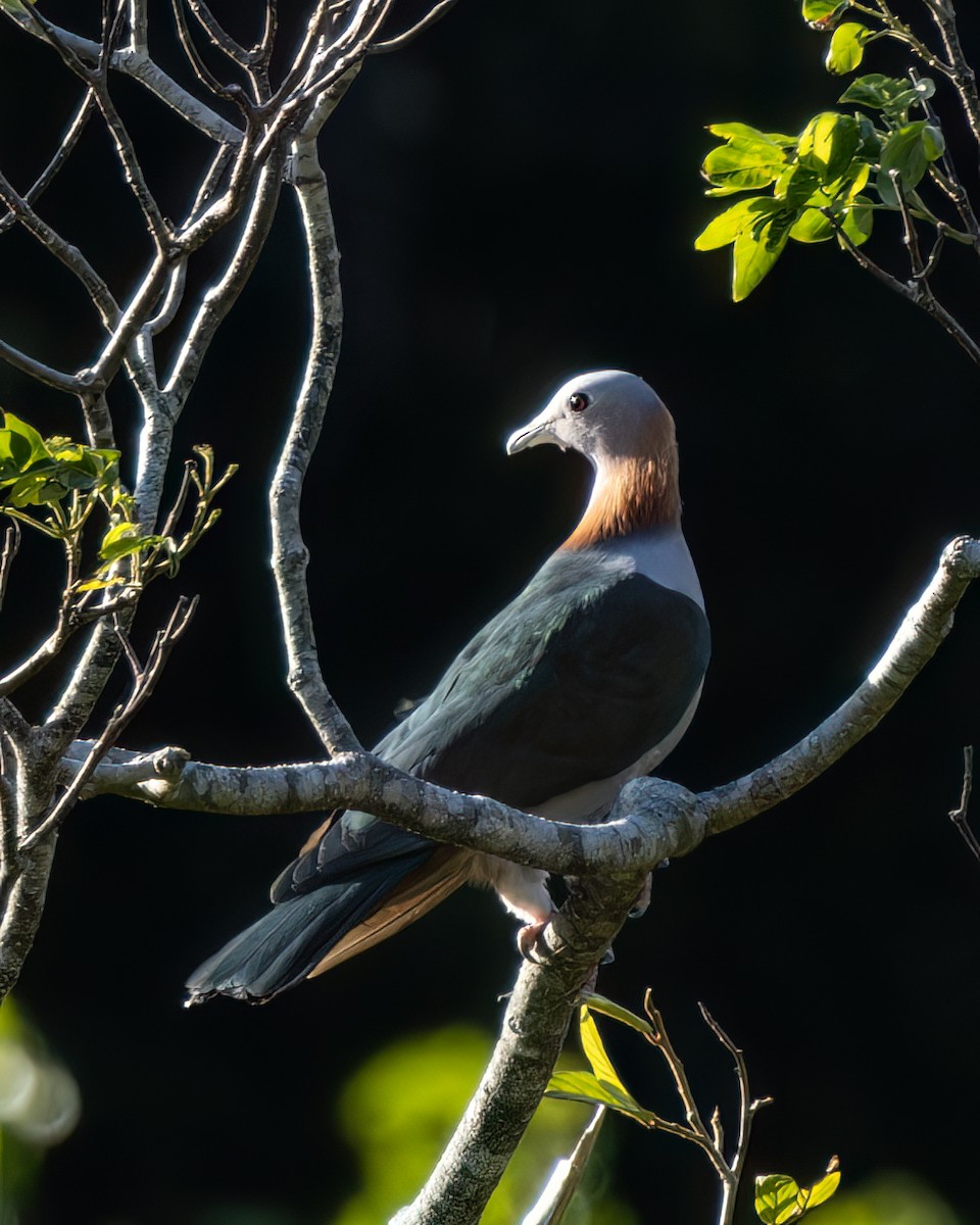 Green Imperial-Pigeon (Rufous-naped) - ML609769859