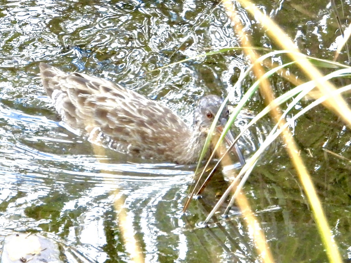 Clapper Rail - ML609769921