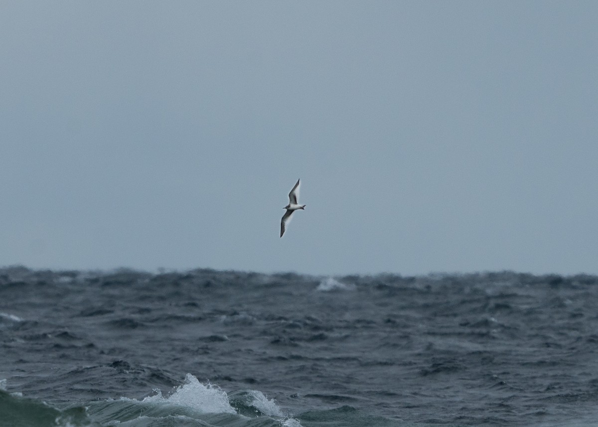 Sabine's Gull - ML609770097