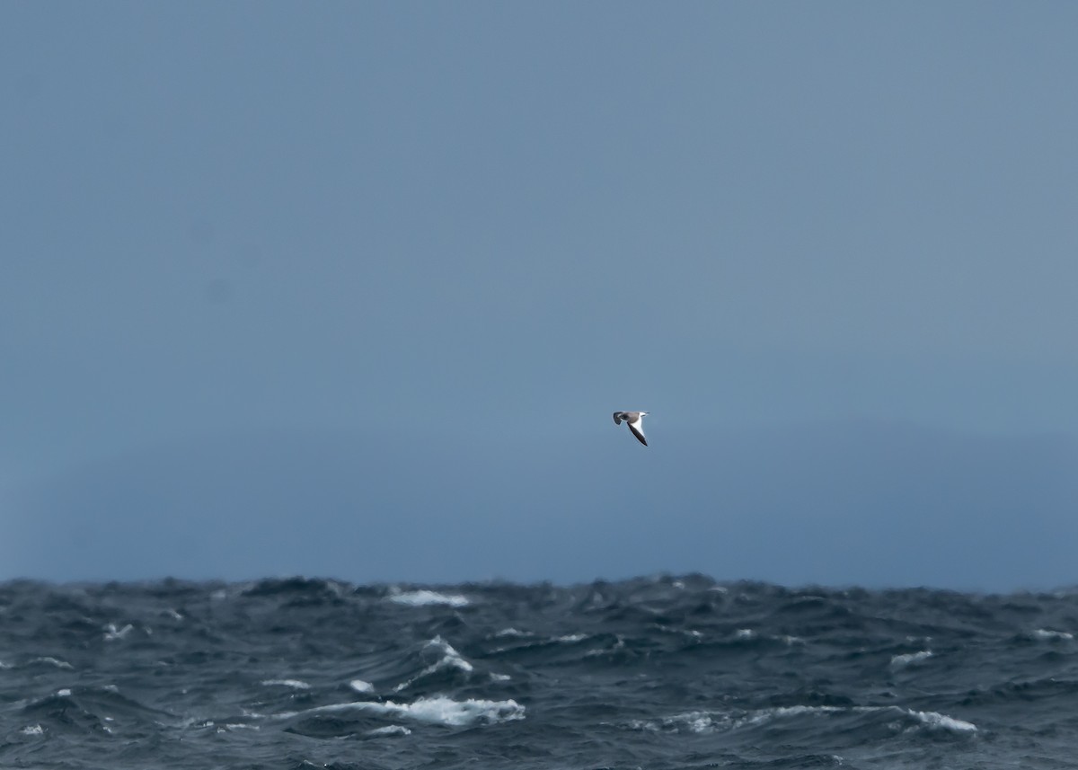 Sabine's Gull - Brendan Montie