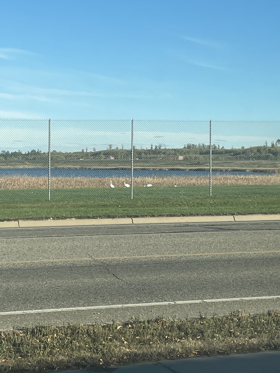 Oca delle nevi - ML609770102