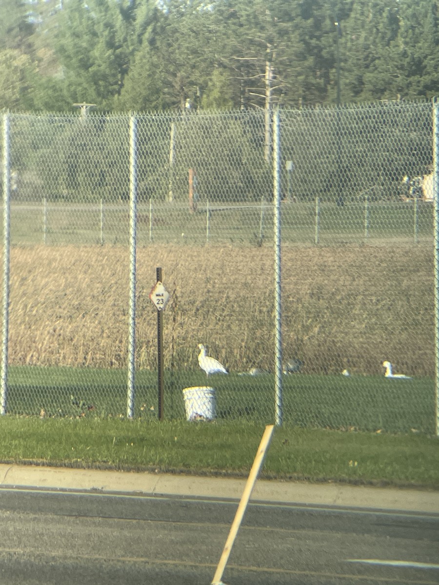 Oca delle nevi - ML609770103