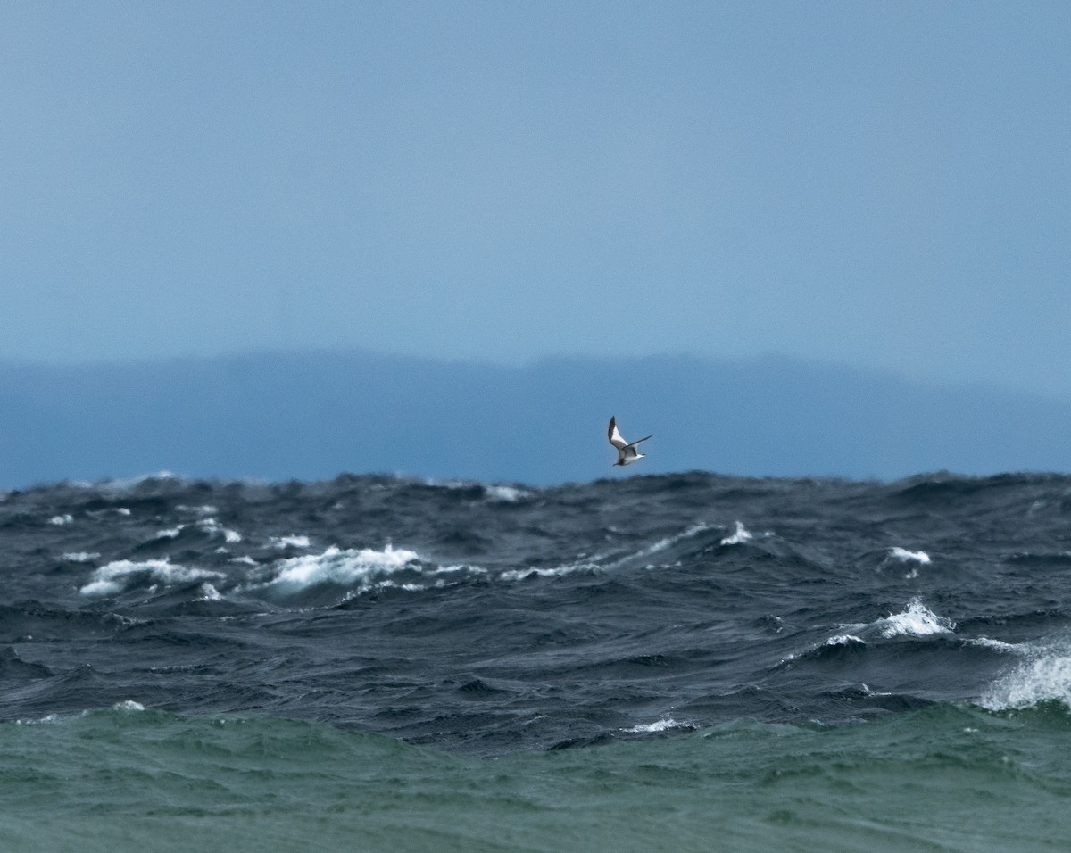 Sabine's Gull - Brendan Montie