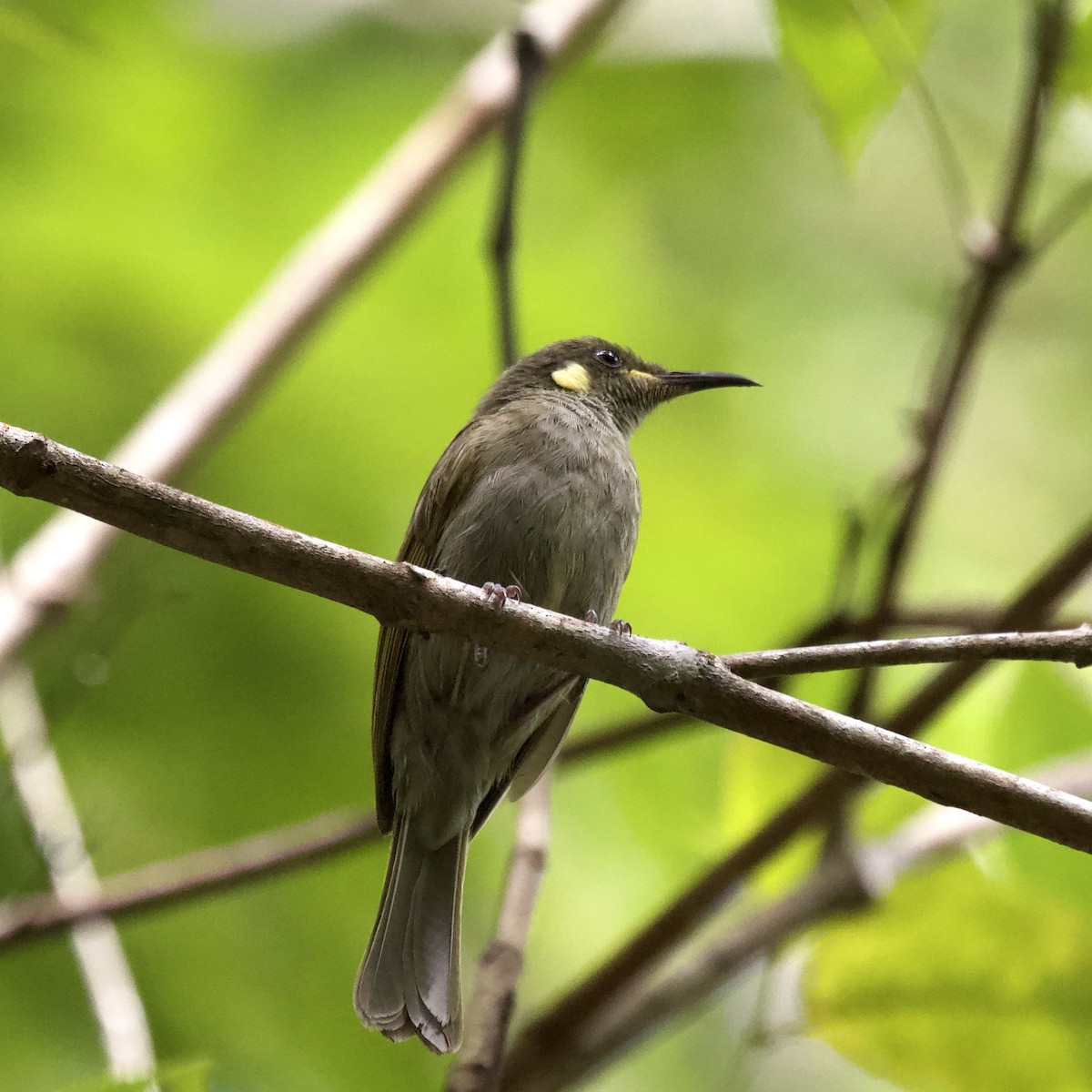 Cryptic Honeyeater - Jed Knight