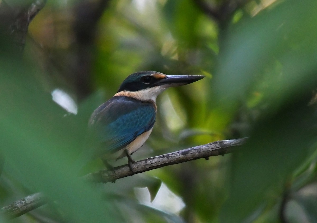 Sacred Kingfisher - ML609770155