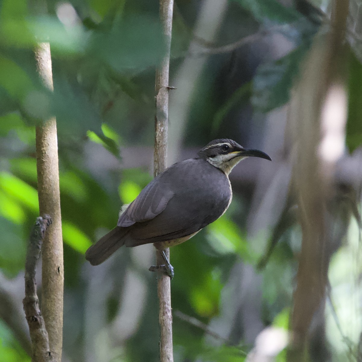 Victoria's Riflebird - ML609770180