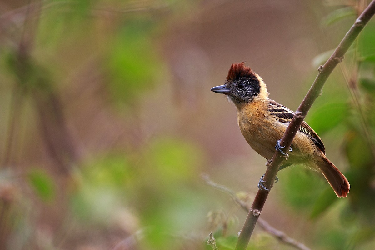 Collared Antshrike (Collared) - Anonymous