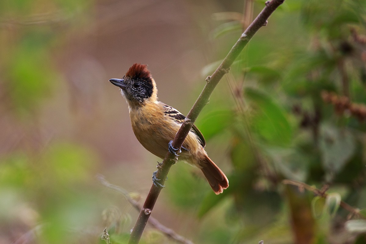 Collared Antshrike (Collared) - Anonymous