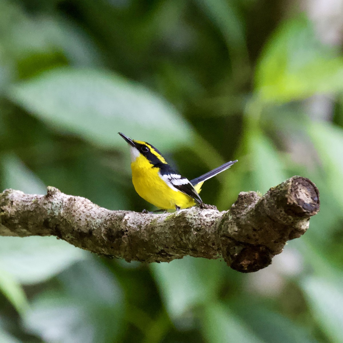 Yellow-breasted Boatbill - ML609770256