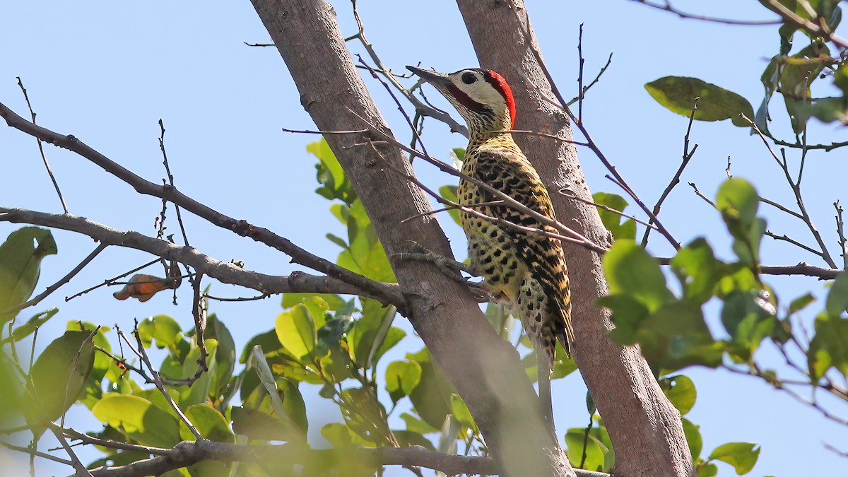 Green-barred Woodpecker - Sandra Wright