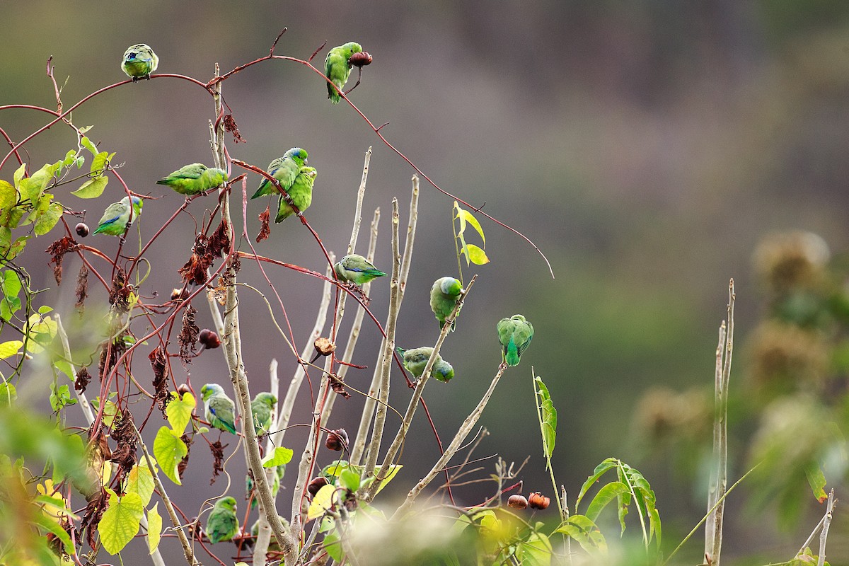 Pacific Parrotlet - Klaus T