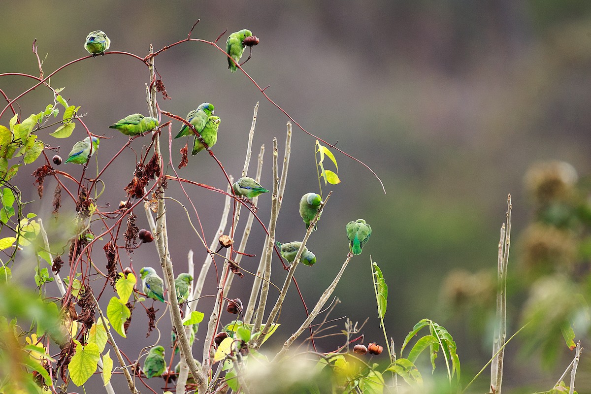 Pacific Parrotlet - Anonymous