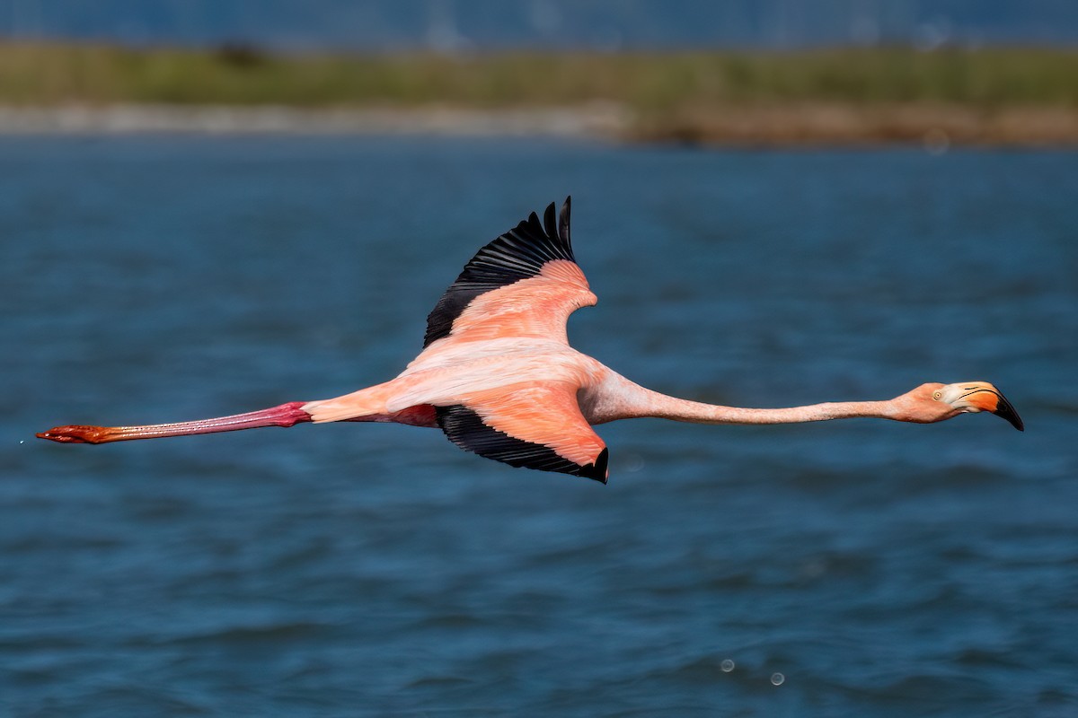 American Flamingo - ML609770452