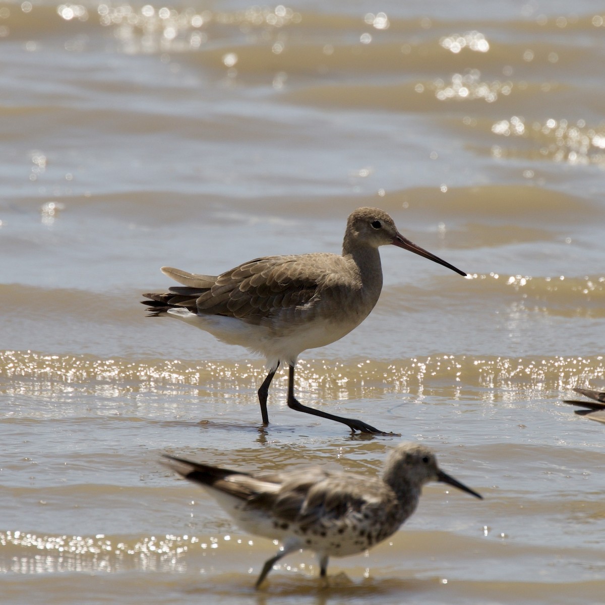 Black-tailed Godwit - Jed Knight