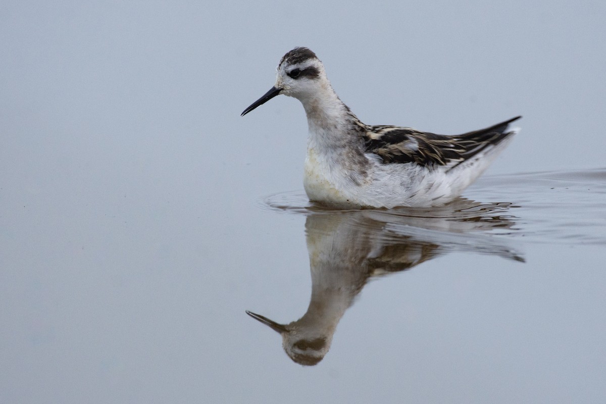 Red-necked Phalarope - ML609770526