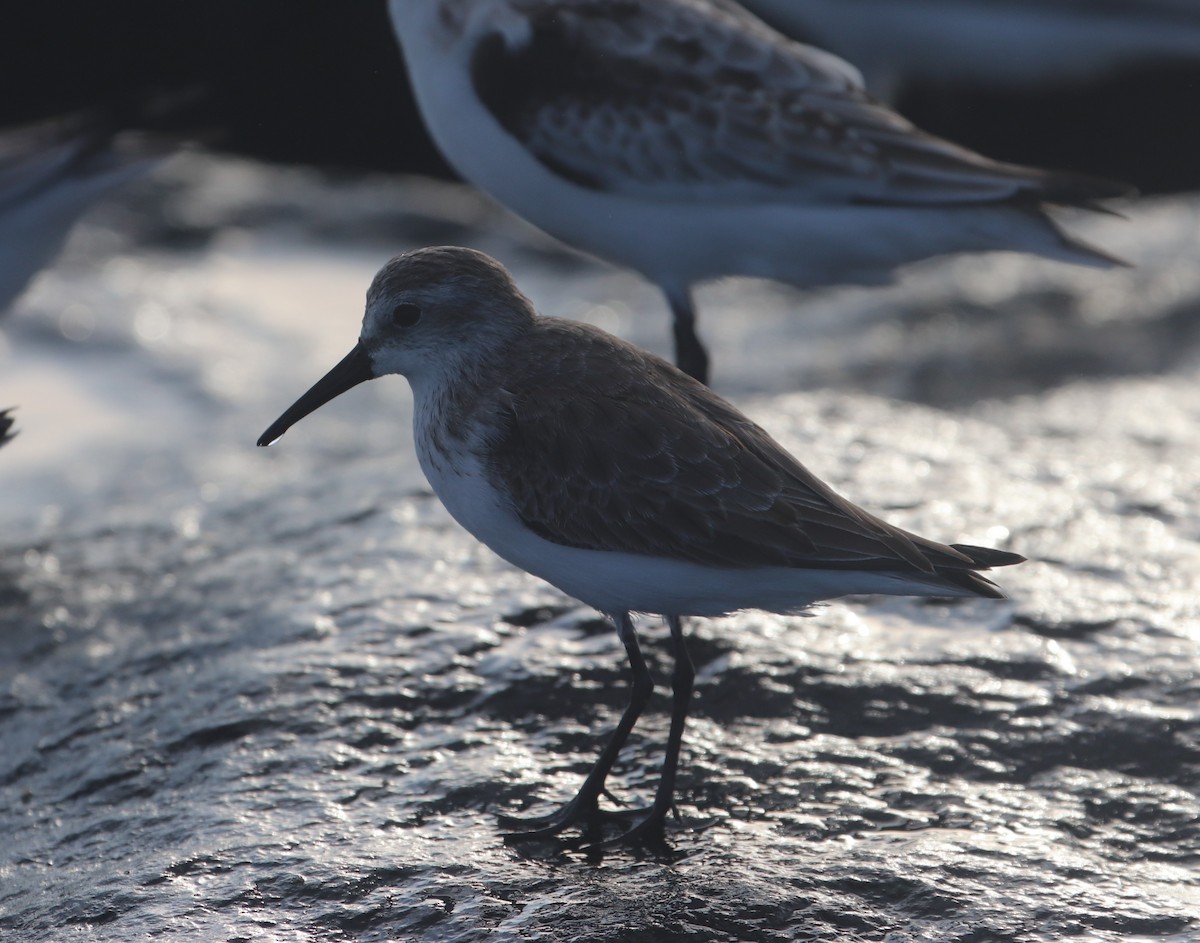 Western Sandpiper - ML609770685