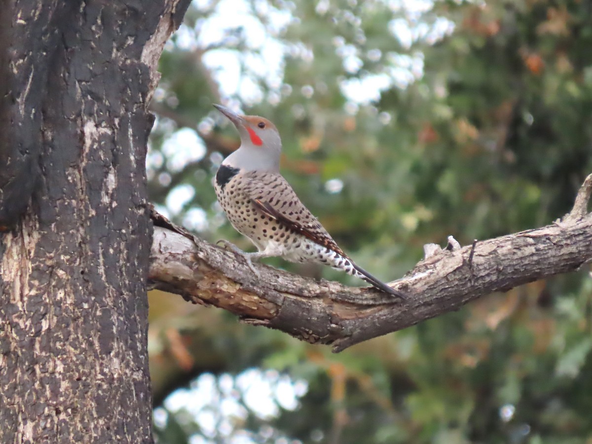 Northern Flicker (Red-shafted) - ML609770785
