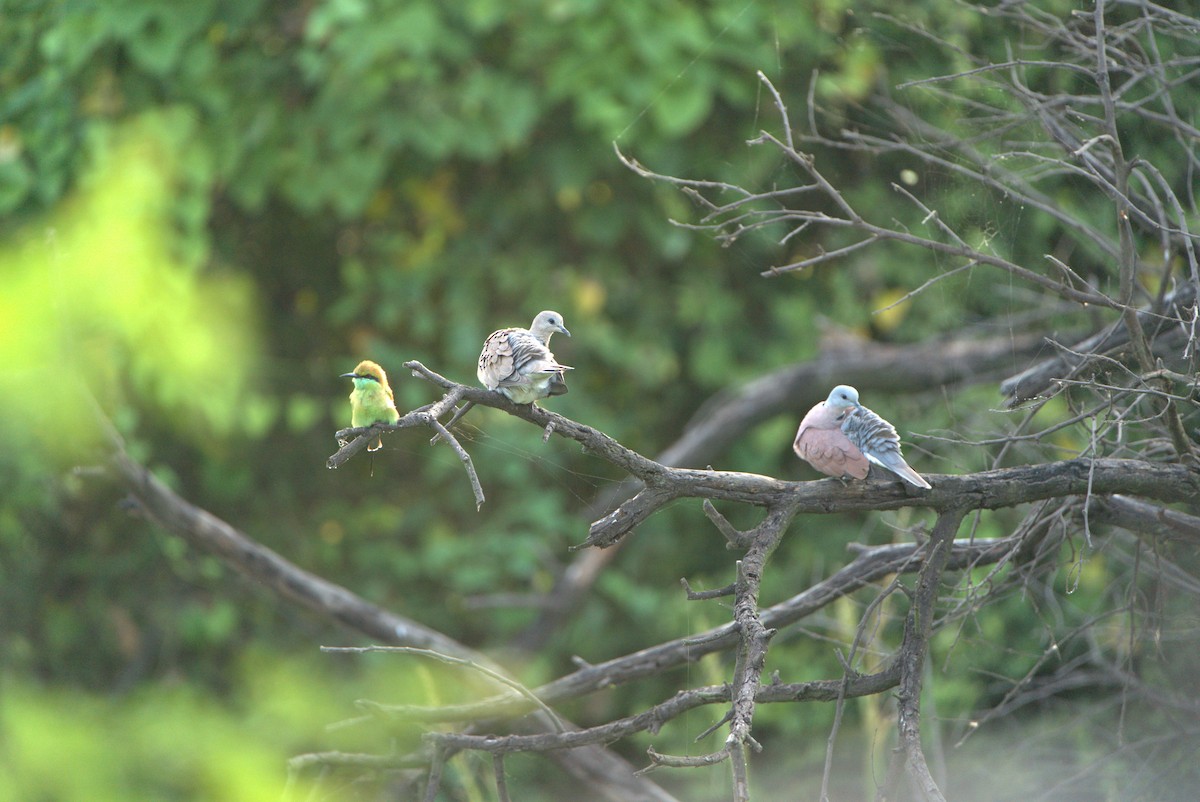 Eurasian Collared-Dove - ML609770829