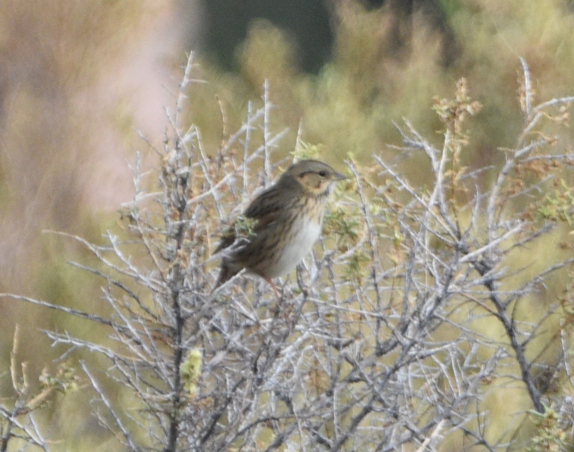 Lincoln's Sparrow - Peter Olsoy