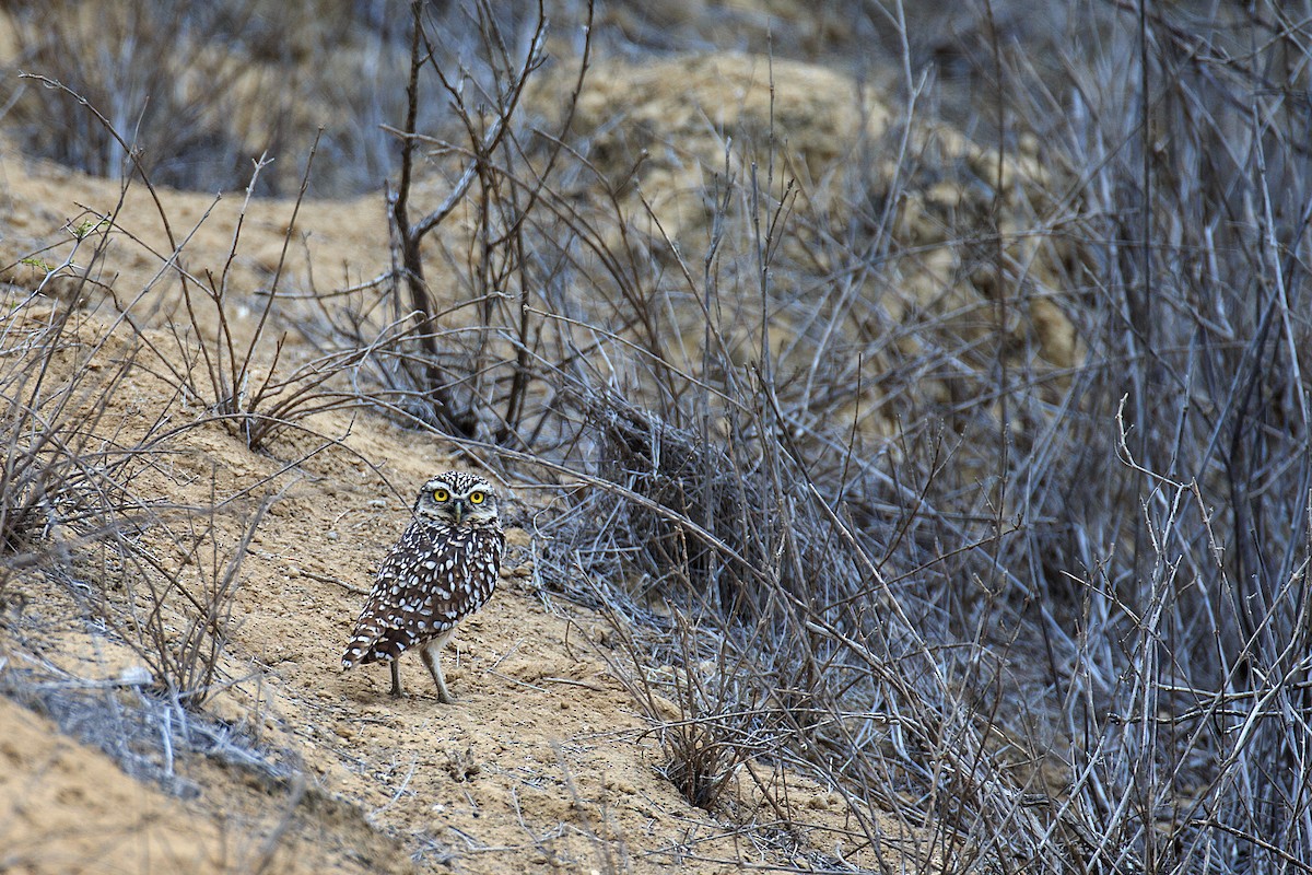 Burrowing Owl - ML609770936