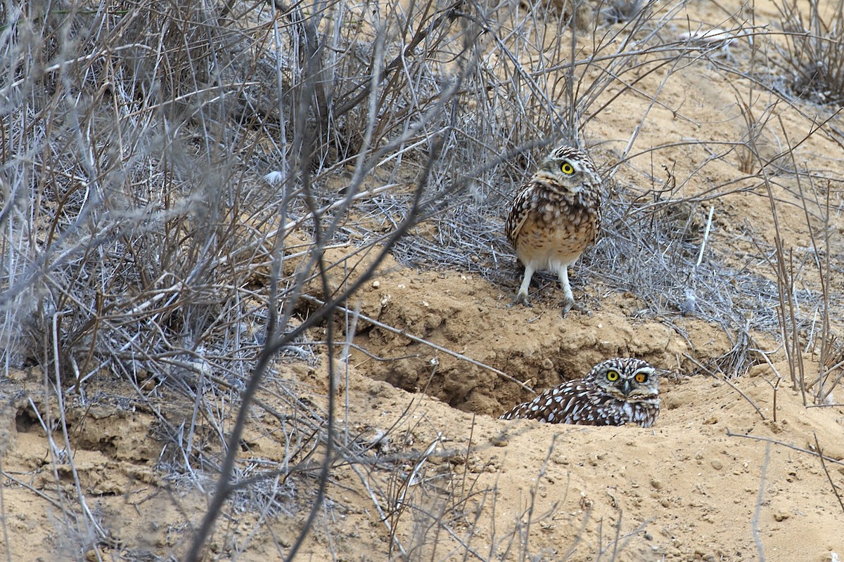 Burrowing Owl - ML609770959