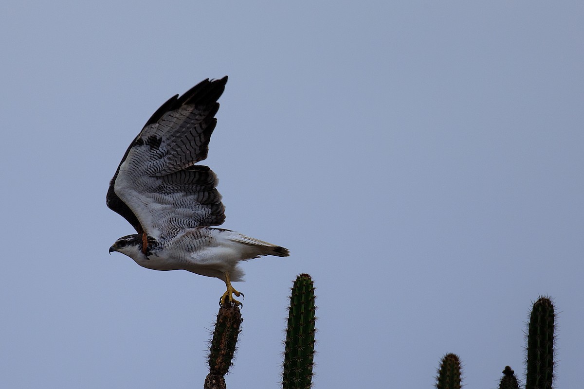 Variable Hawk - Anonymous