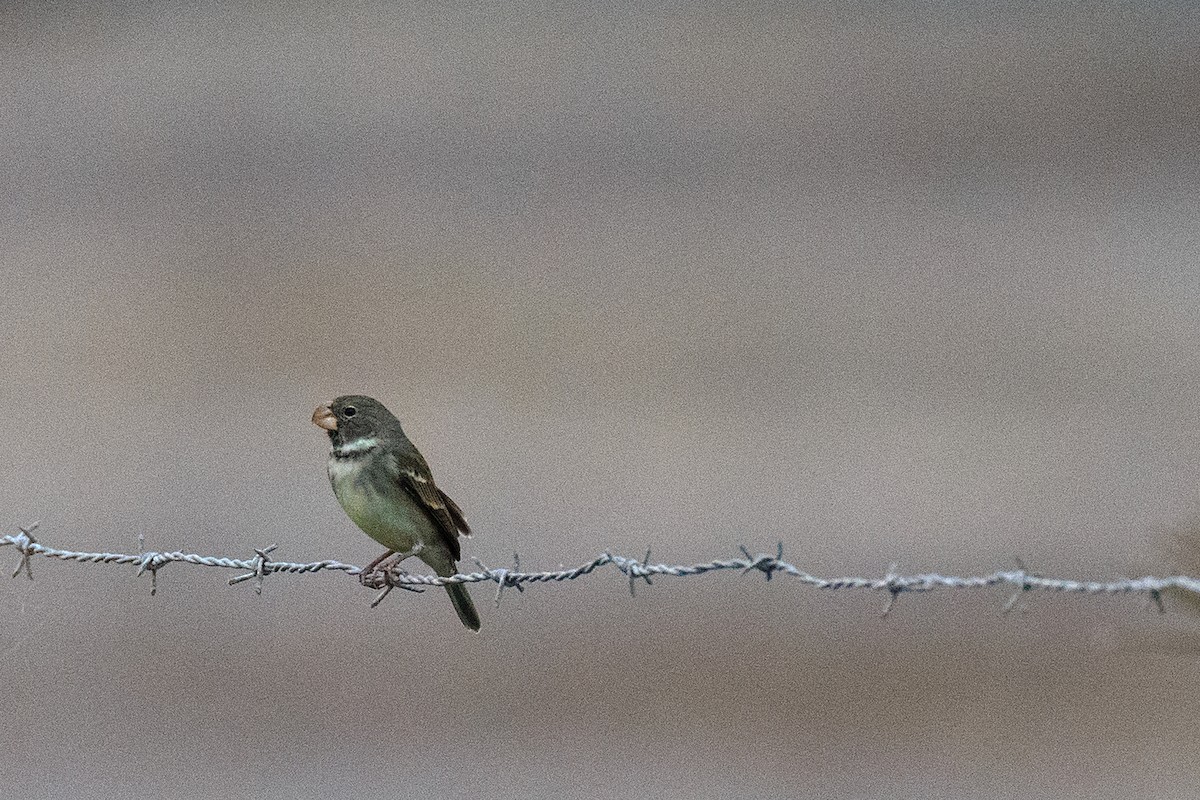 Parrot-billed Seedeater - ML609771021