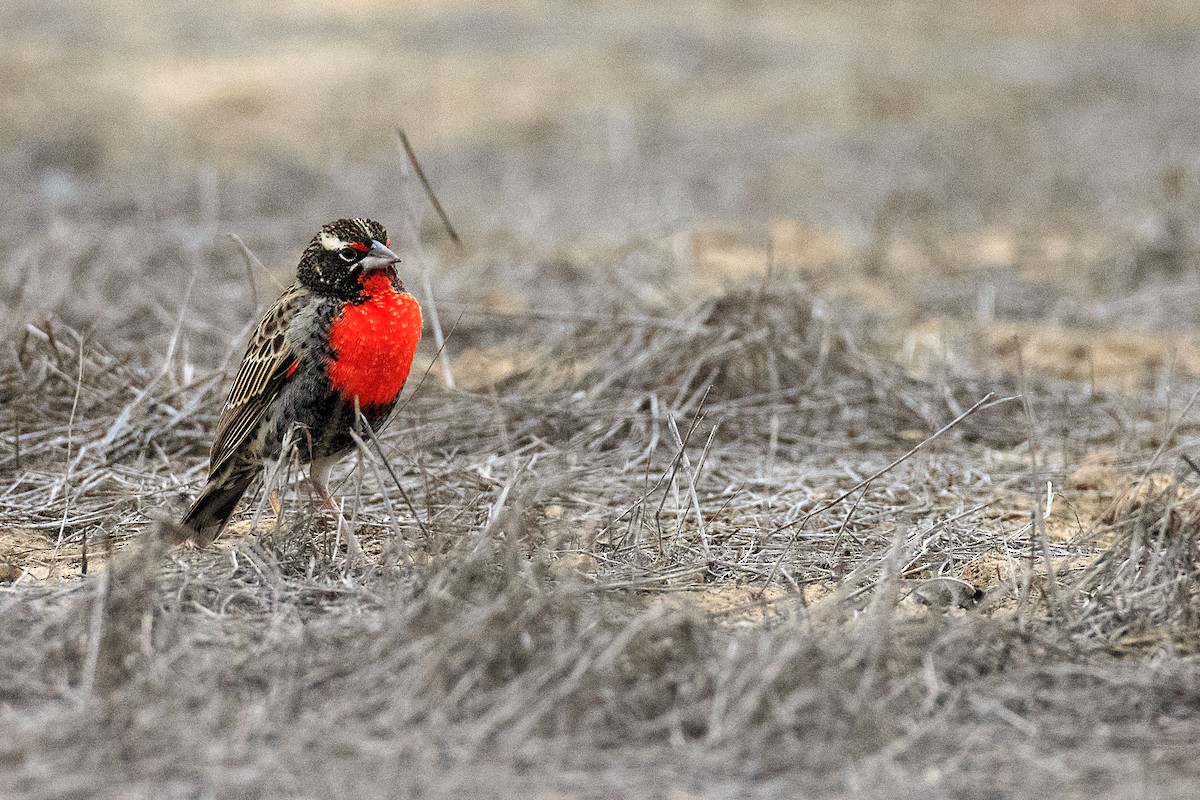 Peruvian Meadowlark - ML609771029