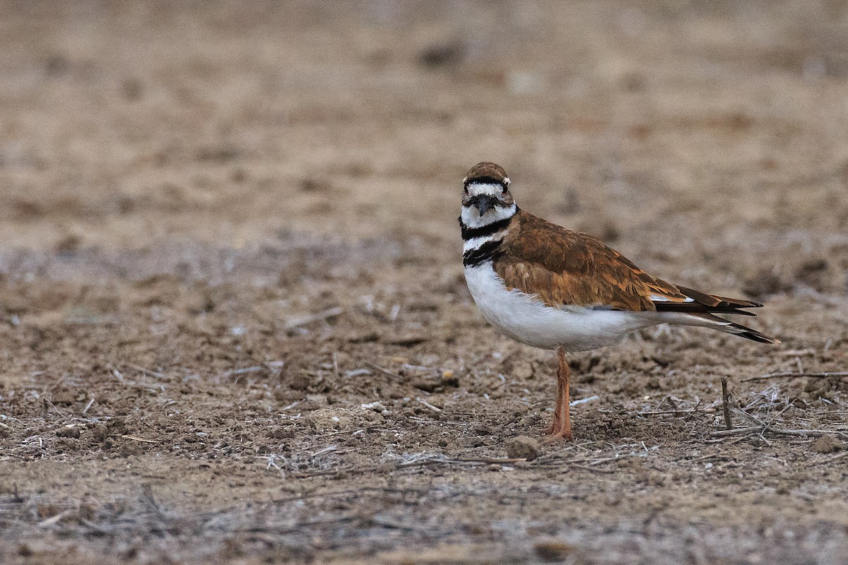 Killdeer - ML609771057