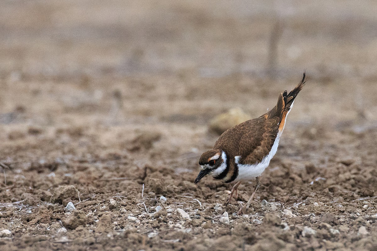 Killdeer - ML609771060