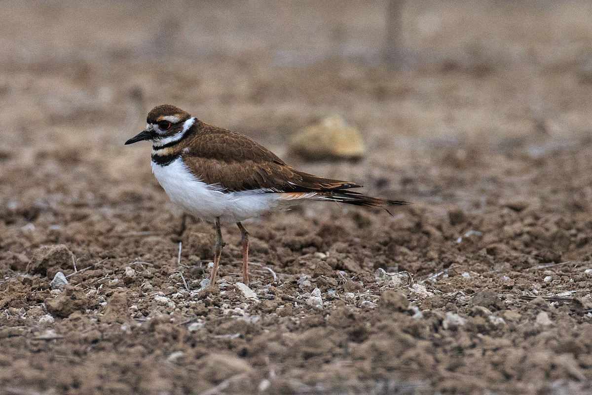 Killdeer - ML609771061