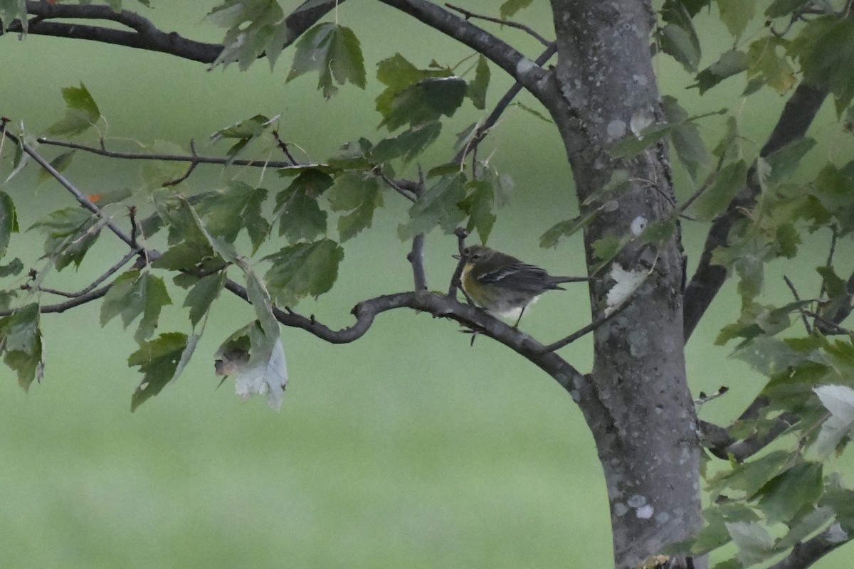 Yellow-rumped Warbler - Kazumi Ohira