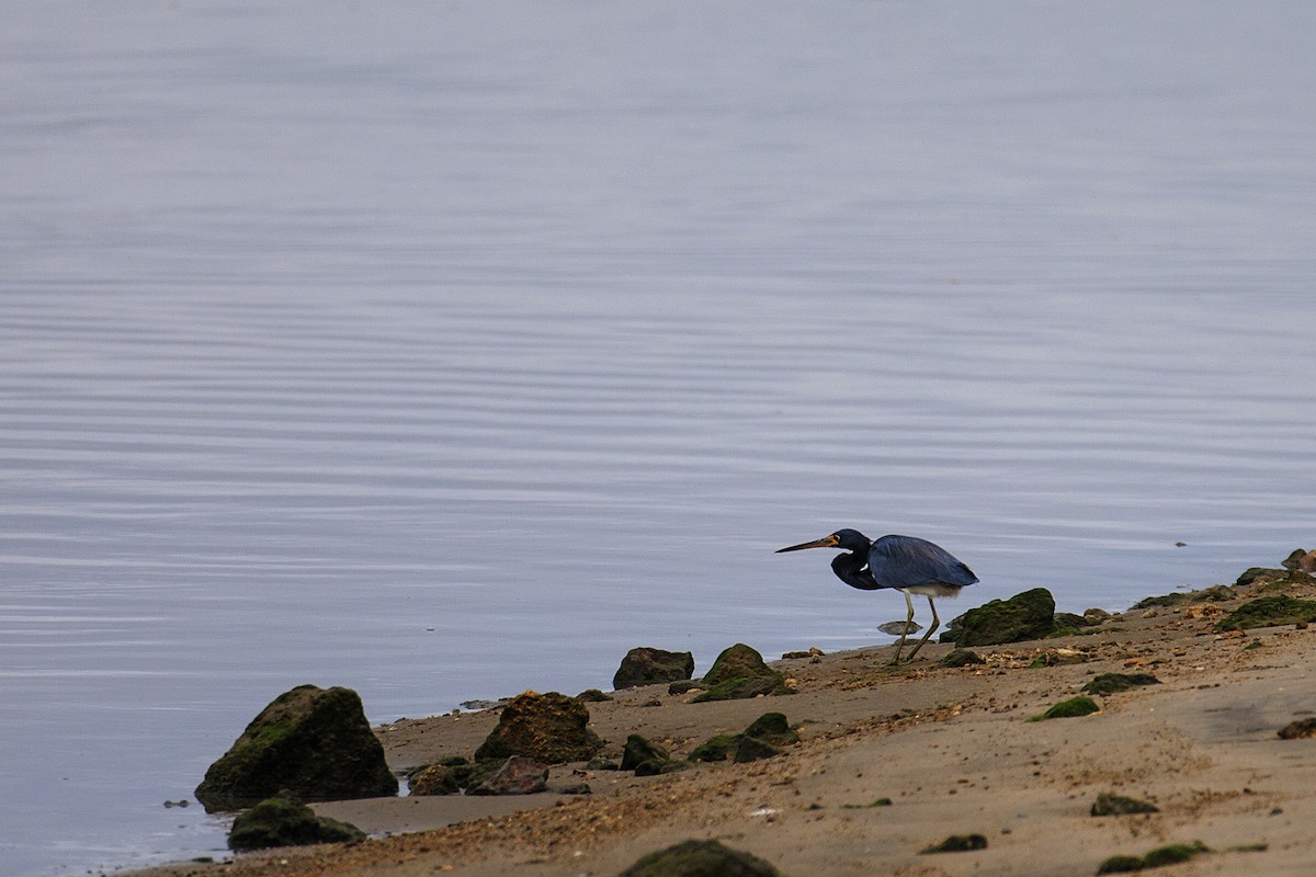 Tricolored Heron - ML609771151