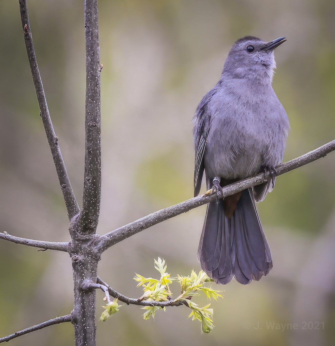 Gray Catbird - Jason Short