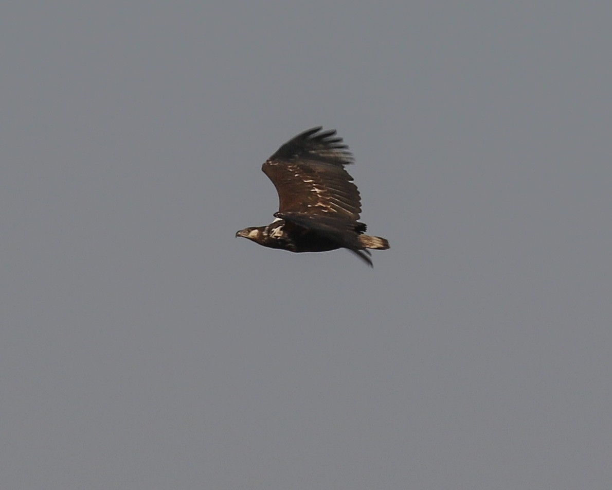 African Fish-Eagle - ML609771219