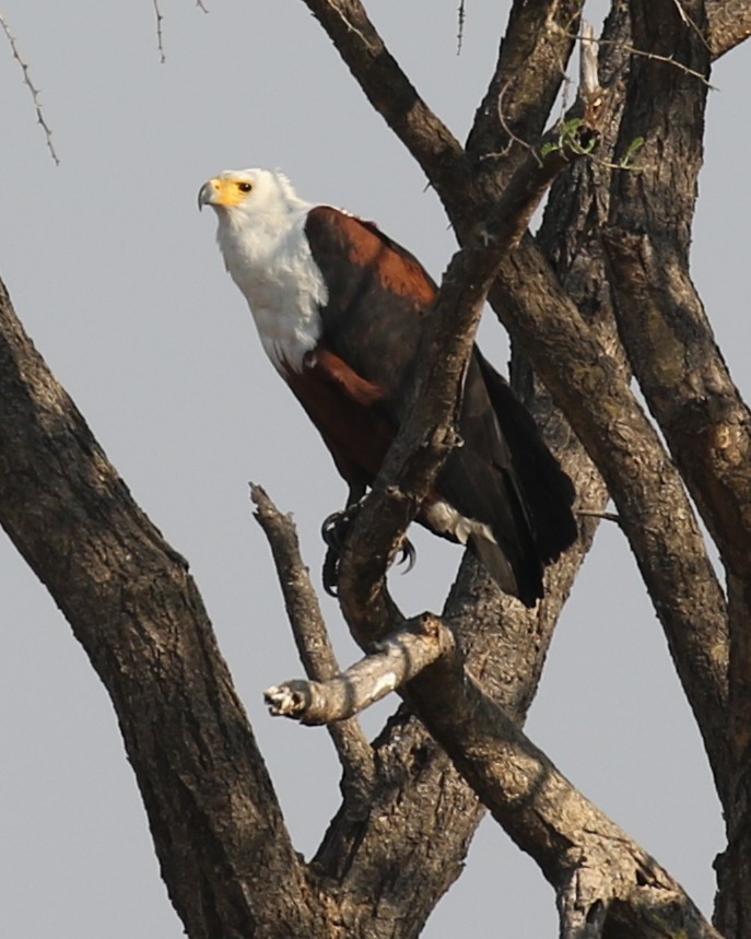 African Fish-Eagle - ML609771220